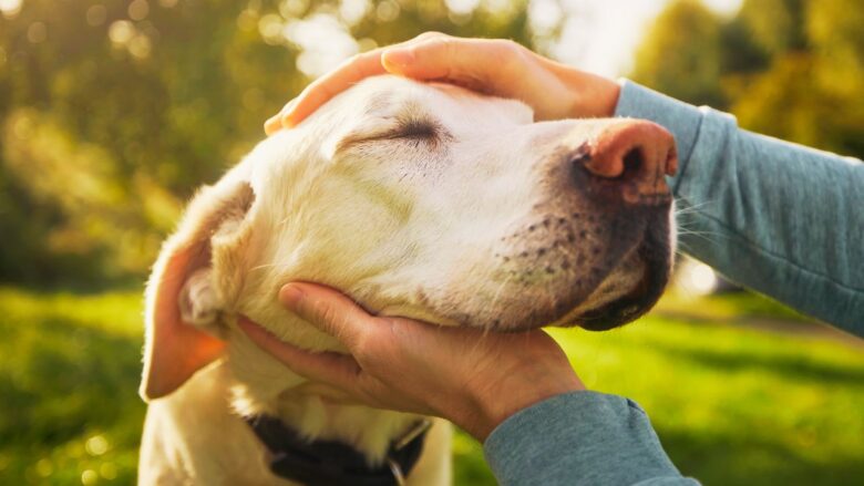 7 Coisas Que Podem Prejudicar Seu Cachorro