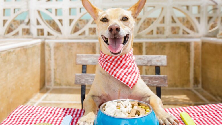 como alimentar o cachorro